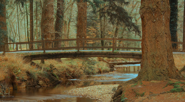 Black Water, Rhinefield, New Forest