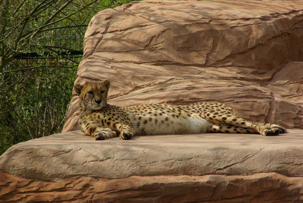 CHEETAH