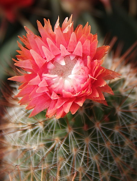 Cactus Flower
