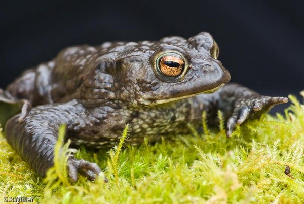 Common Toad (Bufo bufo)