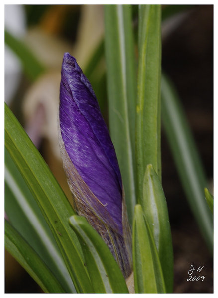 Crocus Bud