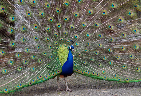 Dance of the peacock
