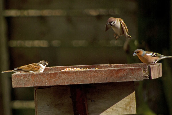 Dropping in for Lunch