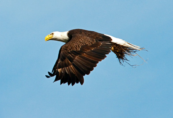 Eagle Flight Two