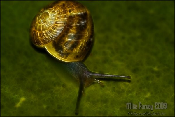 Fractalus Snail