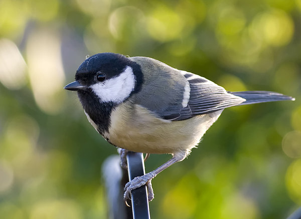 Great tit