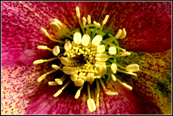 Helleborus x sternyii