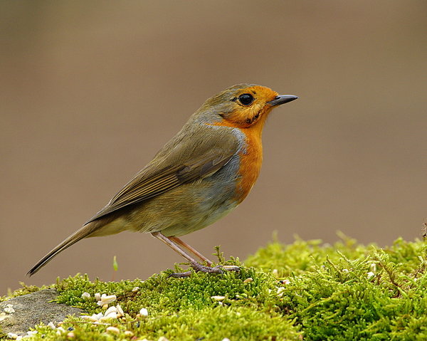 Hi Robin!