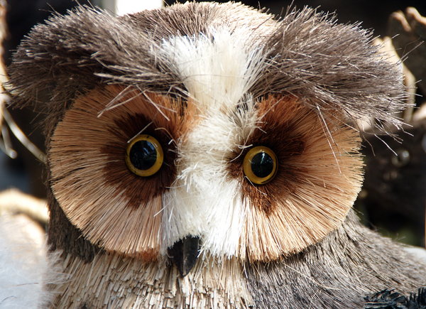 Hoot Hoot