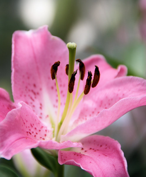 Lily