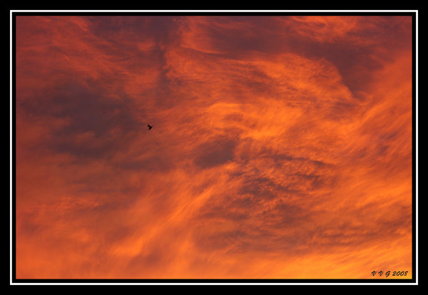Lone bird in the early dawn sky