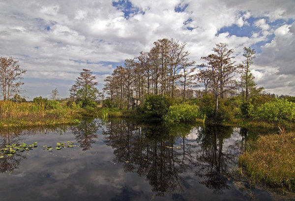 Loxahatchee Blind