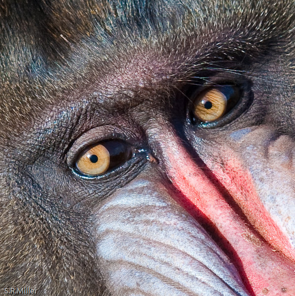 Mandrill 100% crop