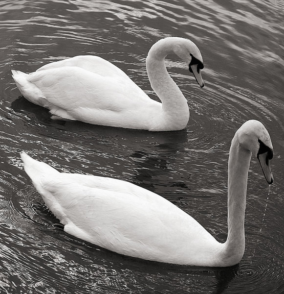 Mono Duo