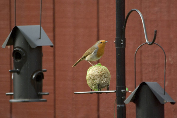 Morning Robin