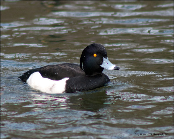 No Name Bird