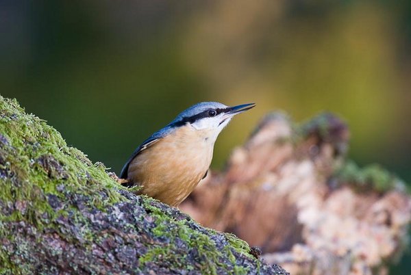 Nuthatch