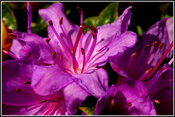 Open Azalea