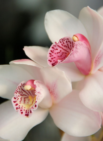 Orcid