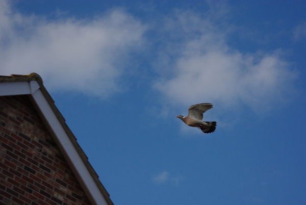 Pigeon in Flight
