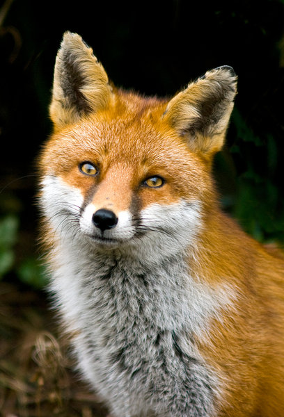 Portrait of the Urban Fox