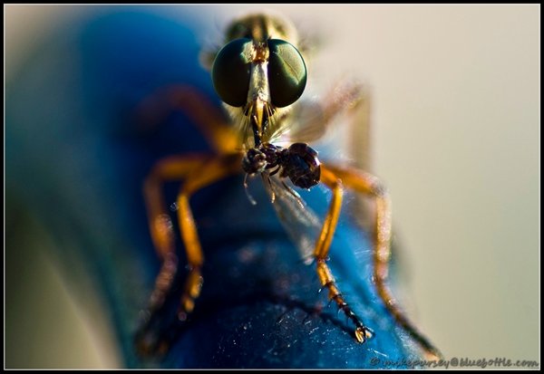Robber Fly Having Lunch