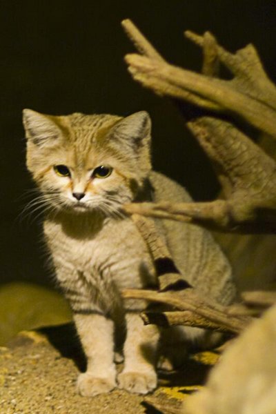Sand Cat
