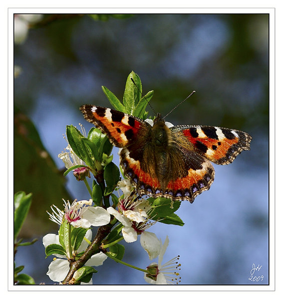 Small Tortoiseshell