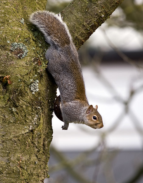 Squirrel 01