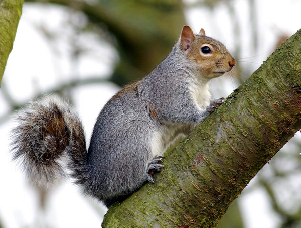 Squirrel