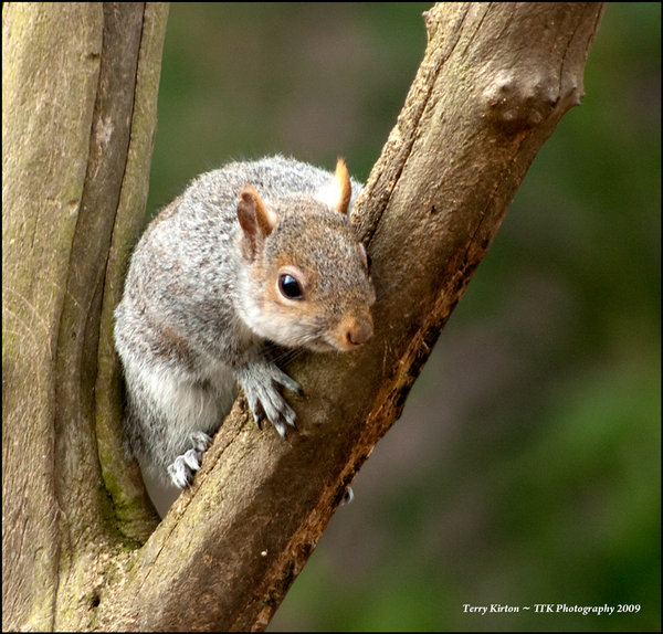 Squirrel