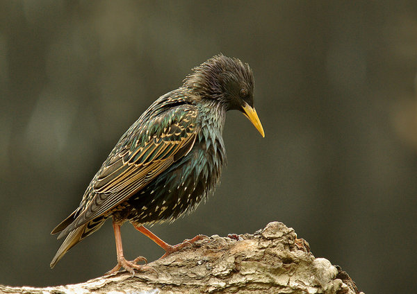 Starling.