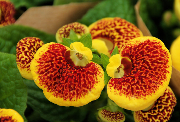 Strange Flower