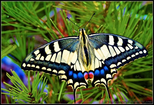 Swallowtail Butterfly