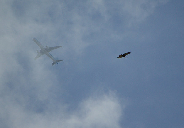 TWO BIRDS