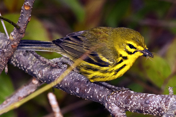 Tiny Bird, Tiny Prey
