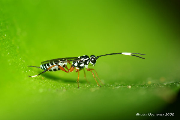 Wasp