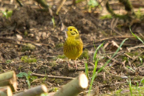 Yellow Hammer