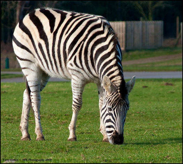Zebra