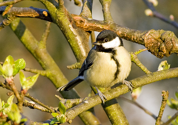 female great tit