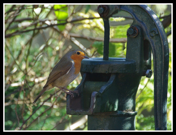 mr robin
