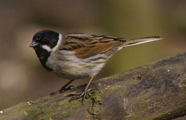 reed bunting