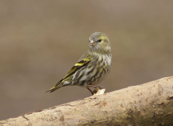 siskin