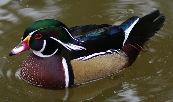 Male wood duck