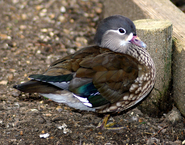 Female wood duck