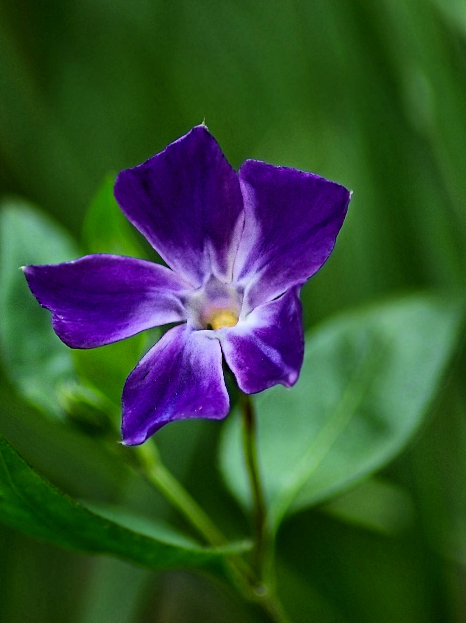 Blue flower