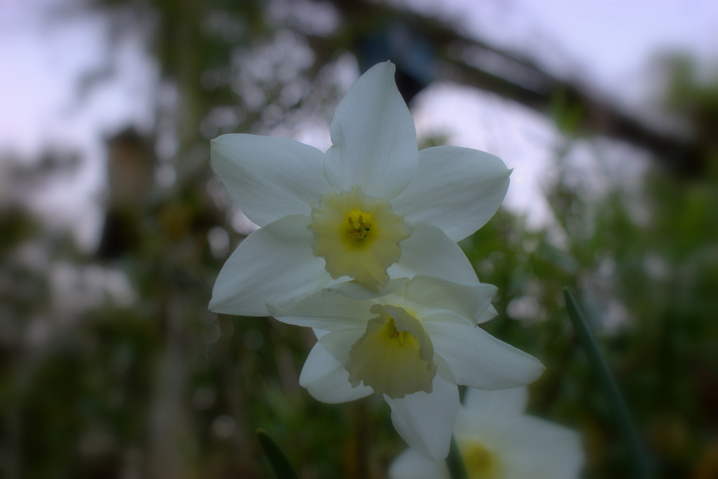 Daffs
