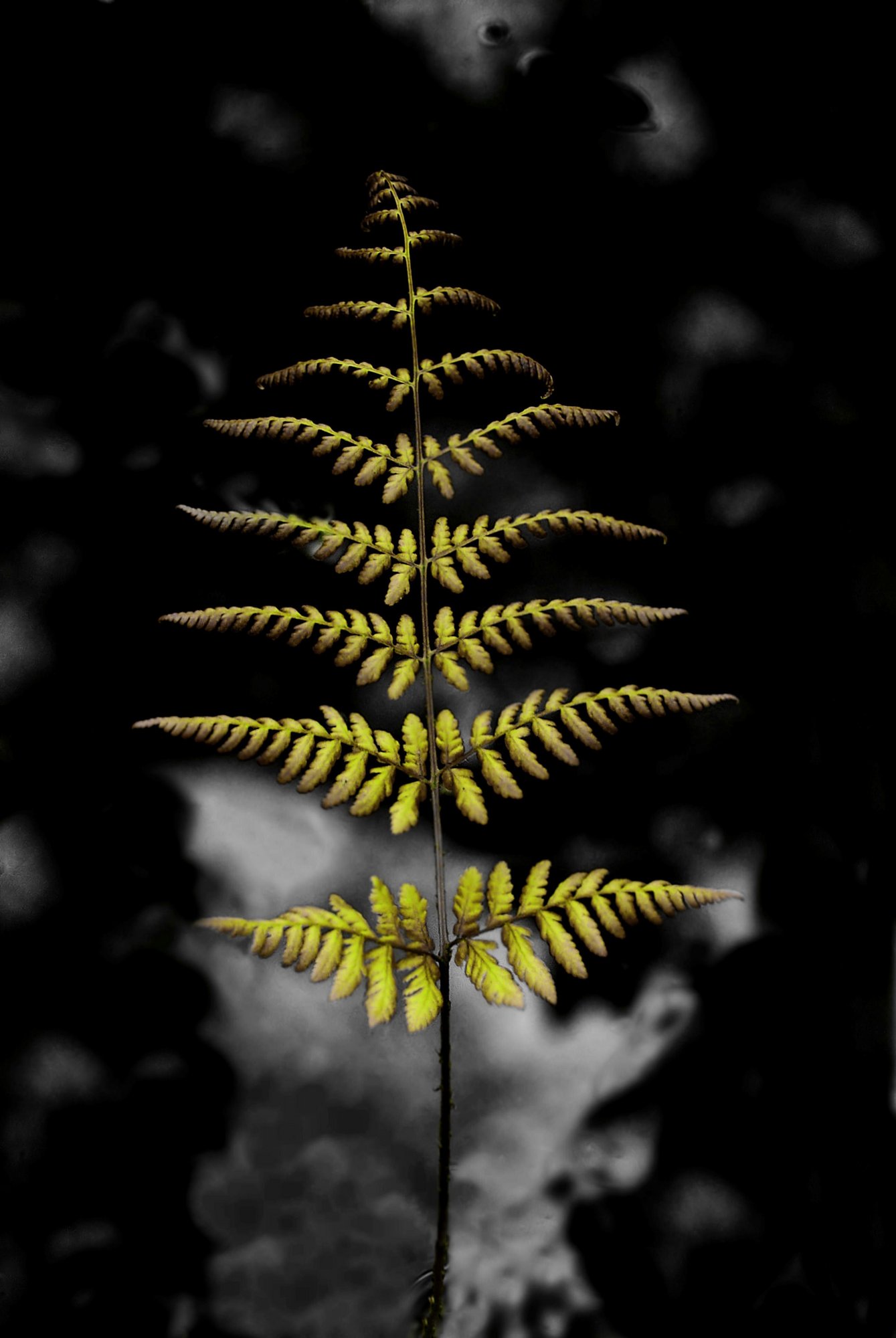 Fern