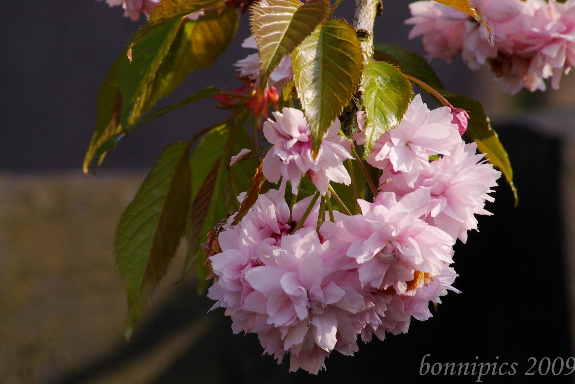 Flowering Cherry