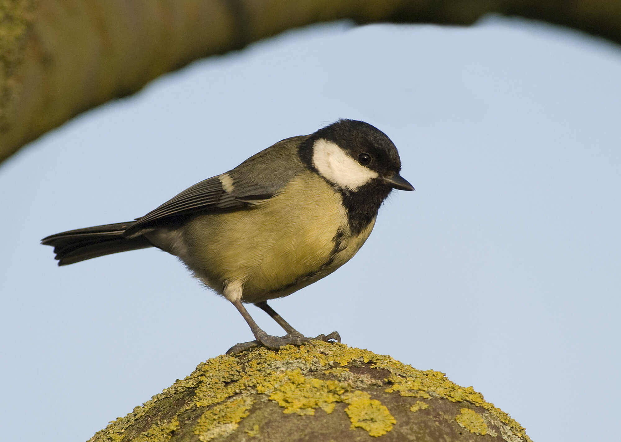 Great tit